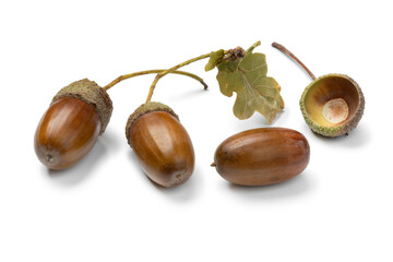 Autumn oak nuts and cupule isolated on white background