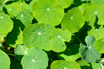 Garden nasturtium leaves