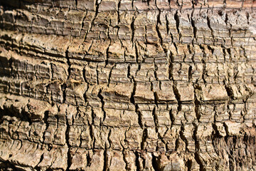 Chinese fan palm bark detail