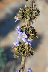 Chimney bellflower