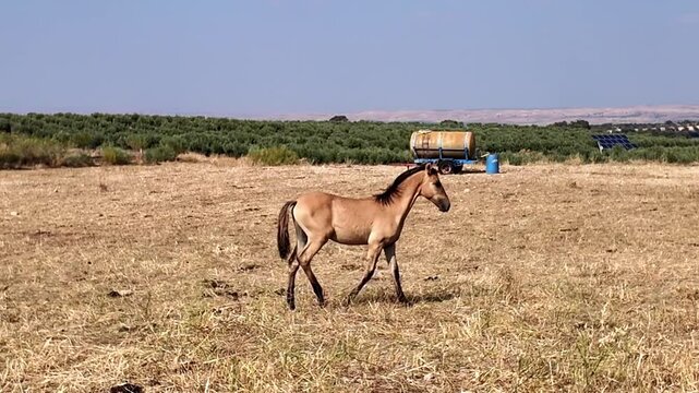 Un potrillo camina por el campo y se acerca a su madre yegua para mamar