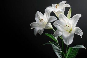 Three White Lilies with Green Stems and Leaves Against a Black Background