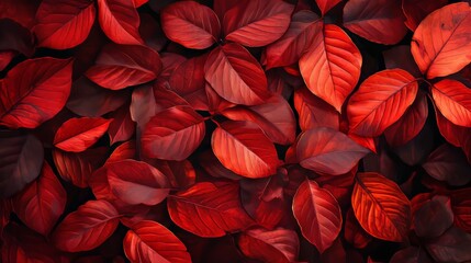 Vibrant crimson foliage with intricate veins, capturing the essence of autumn's fiery hues.