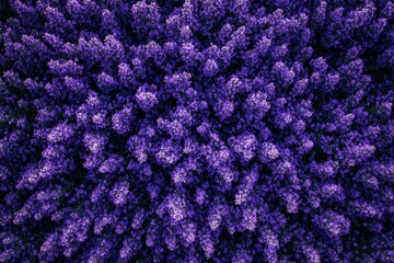 Aerial View of a Dense Purple Lavender Field