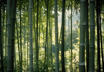 Fototapeta premium Kodak Gold 400 Bamboo Forest Photography