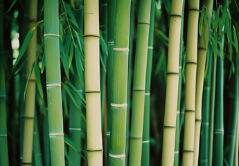 Obraz premium Kodak Gold 400 Bamboo Forest Photography