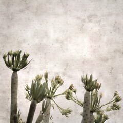 stylish square textured old paper background with flowers of  Kleinia neriifolia, Canary Islands...