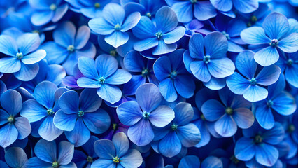 Beautiful blue flowers background