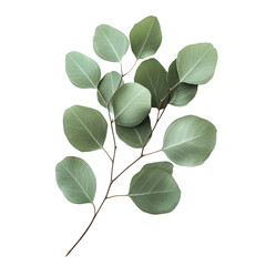 Soft green eucalyptus leaves on a white background transparent