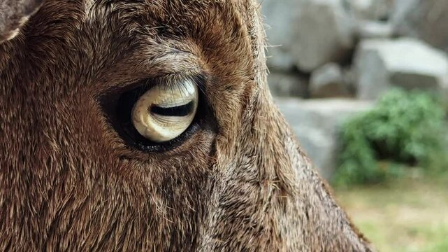 Barbary sheep close up shot. Concentrated look of the animal
