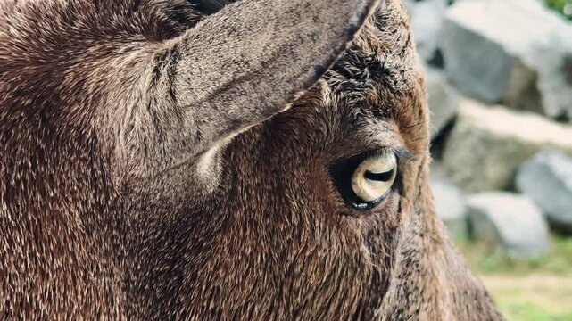 A Barbary Sheep head close up 