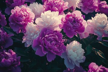 Close-up of White and Purple Peonies in Bloom