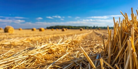 Close up of harvested field cut straw against bright blue sky, selective focus
