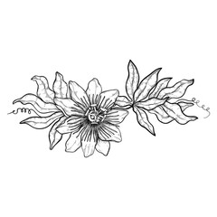 Passion fruit or maracuya fruit flower, line art, botanical pattern, for weddings and packaging