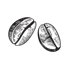2 coffee beans in engraving style. Icon for coffee shop, menu or coffee brand