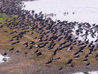 Oystercatcher, Haematopus ostralegus