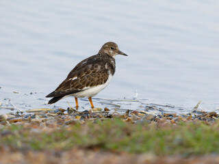 Turnstone, Arenaria interpres,