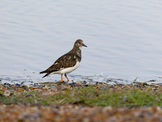 Turnstone, Arenaria interpres,