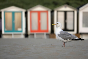 Seagull with beach, sand in front of colorful holiday homes, wooden huts, North Holland, North Sea, close up.