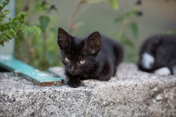 A touching image featuring a sweet stray kitten interacting with a human on a city street. 