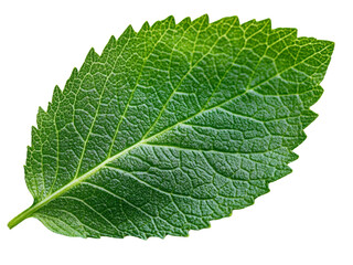 Obraz premium Shiso leaves with intricate veins and serrated edges, isolated on a transparent background, PNG file.