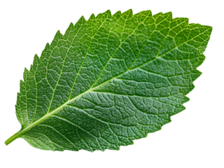 Shiso leaves with intricate veins and serrated edges, isolated on a transparent background, PNG file.