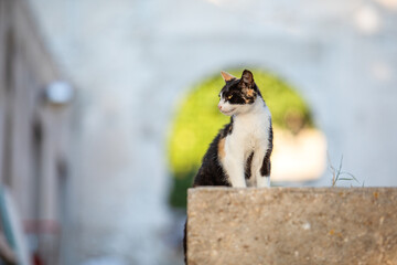 A stray cat is sitting on a city street, its gaze curious as it observes its surroundings. The urban environment contrasts with the cat's relaxed demeanor, capturing the essence of street life.