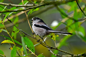 Schwanzmeise // Long-tailed tit (Aegithalos caudatus)