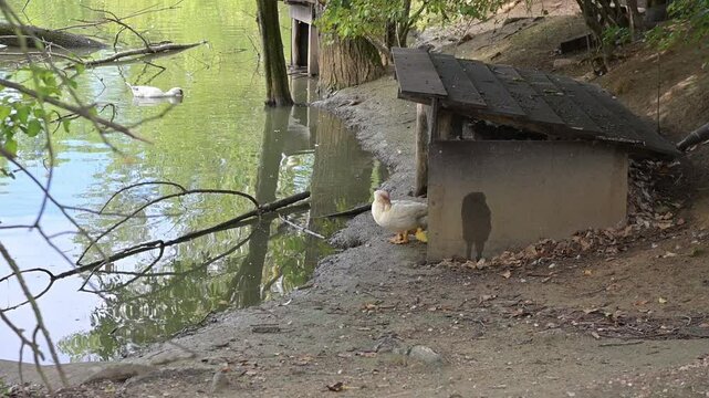 Mamma papera col suo pulcino