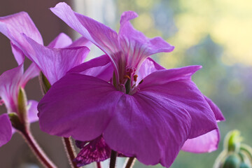 Macro photo of violet geranium flowers