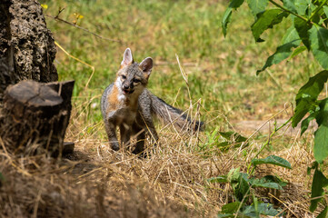 A Gray Fox kit exploring its new home.
