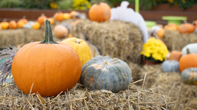 Enjoy a picturesque Autumn Harvest Scene, filled with vibrant Pumpkins and rustic Hay Bales