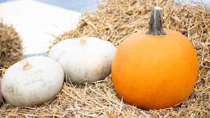 Celebrate Autumn Harvest with a Display of Colorful Pumpkins Artfully Arranged on Hay Bales