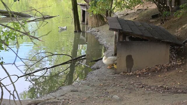 mamma papera e il suo pulcino ai bordi di un laghetto