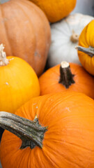 A Colorful Collection of Beautifully Unique Pumpkins Perfect for Autumn Home Decor