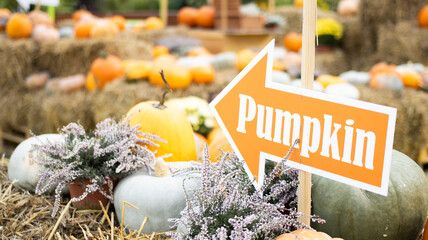 A Vibrantly Colorful Pumpkin Patch, Complete with a Very Helpful Directional Sign for Visitors
