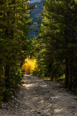 Fall Colors in the Rocky Mountains, Breckenridge Colorado, Yellow Leaves, Hikes