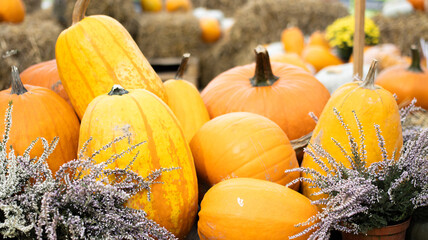 Festive and Colorful Pumpkins Alongside Autumn Decor at the Local Harvest Festival Event