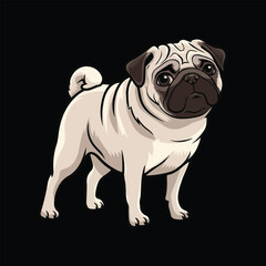 Cute Pug Dog Standing with Black Background