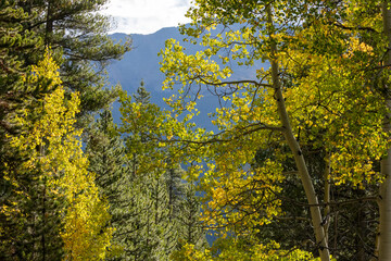 Fototapeta premium Autumn in Breckenridge, Aspen Trees, Hiking