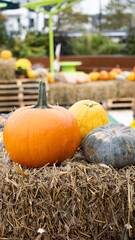 A Vibrant Collection of Colorful Pumpkins on Hay Bales Set in a Beautiful Autumn Scene