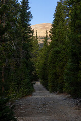 Hiking Trails in Breckenridge Colorado, Forest, Rocky Mountains, Trails, Walk