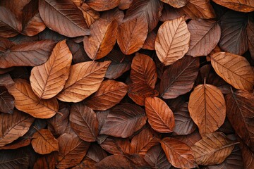 Fototapeta premium Close-up of Brown Dried Leaves with Veins and Texture