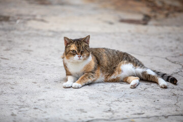 A stray cat is sitting on a city street, its gaze curious as it observes its surroundings. The urban environment contrasts with the cat's relaxed demeanor, capturing the essence of street life.