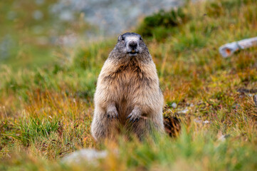 A cute marmot stands on his feet in the Alps in Austria