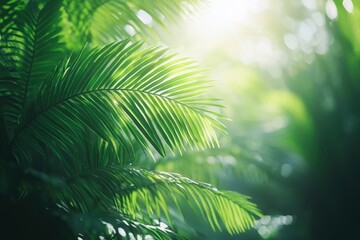 Palm Leaf Branch Illuminated by Sunlight in a Lush Forest