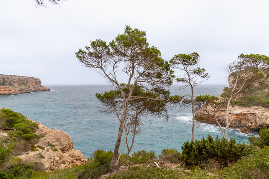 Pinienb&auml;ume in der Landschaft &uuml;ber dem Cal&oacute; des Moro Strand Bucht im S&uuml;dosten der spanischen Baleareninsel Mallorca 
