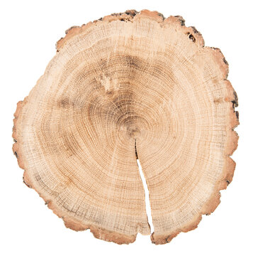 Tree trunk cut isolated on white background.