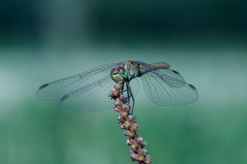 close up dragonfly on a branch .