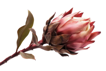Beautiful protea flower branch, white isolated background. transparent background